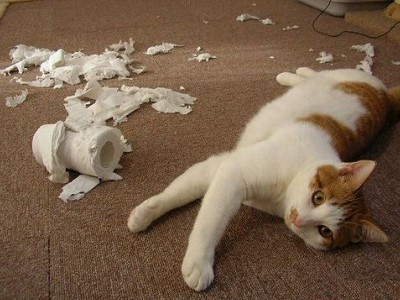 Котенок