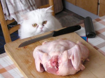 Кот и курица