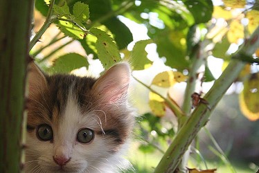 Котенок