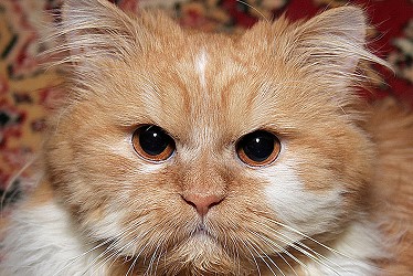 Рыжий кот