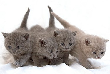 Котята